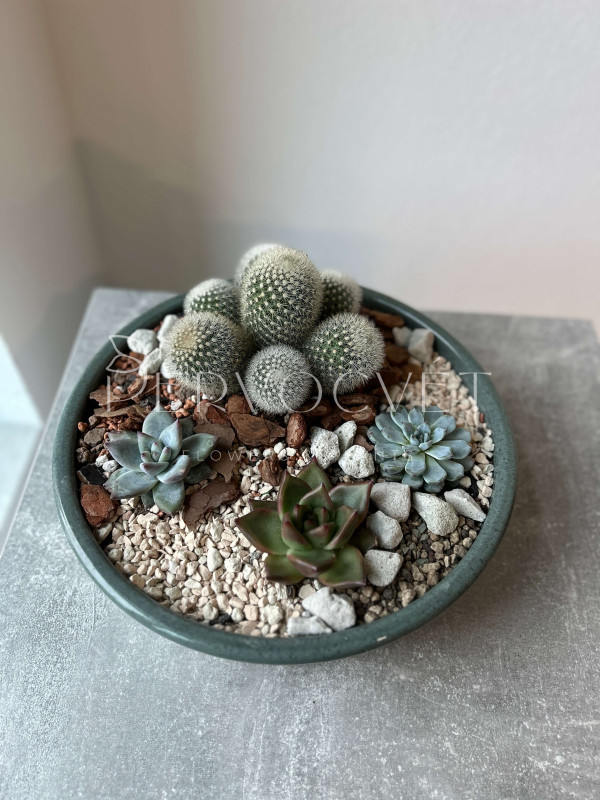 Флорариум #5 с эхевериями