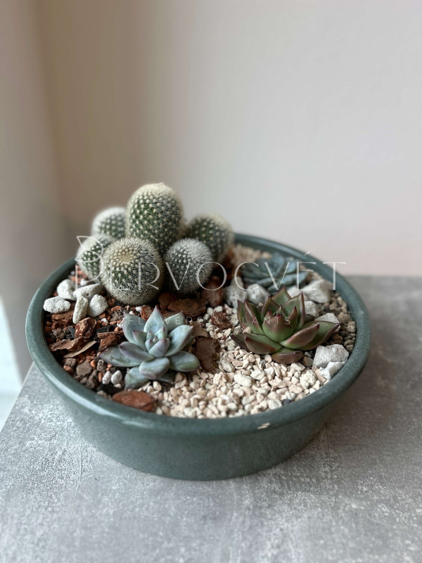 Флорариум #5 с эхевериями