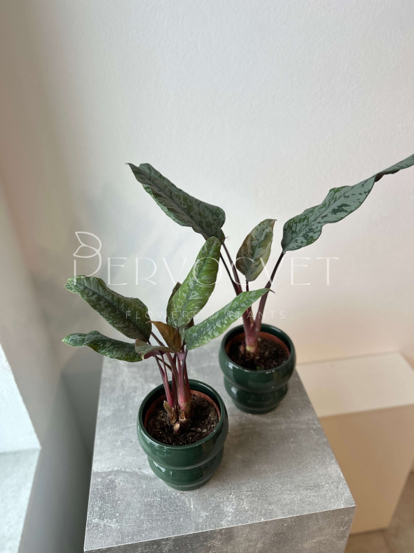 Апобаллис Акуминатиссима 40 см