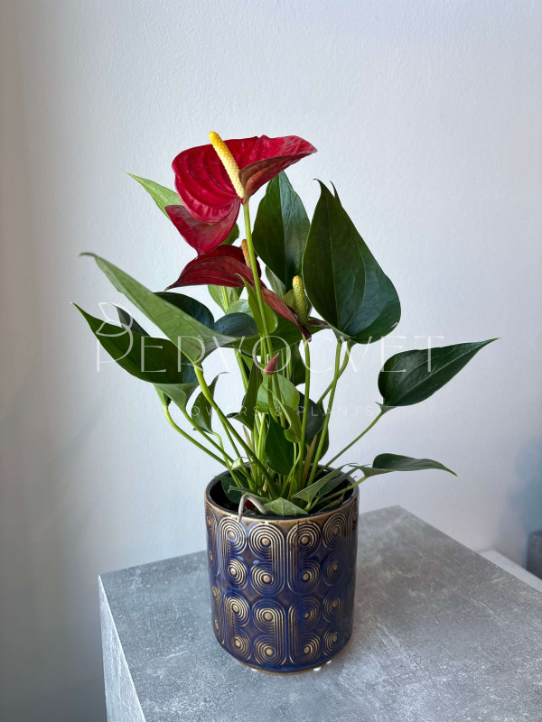 Антуриум Андре Красный 50 см