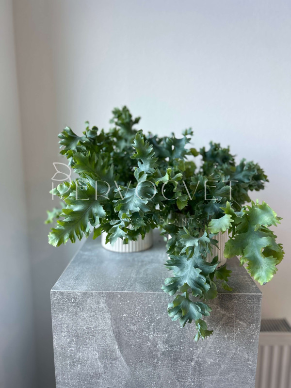 Флебодиум Давана 40 см