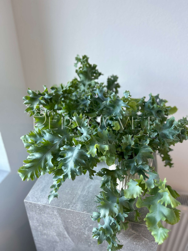 Флебодиум Давана 40 см