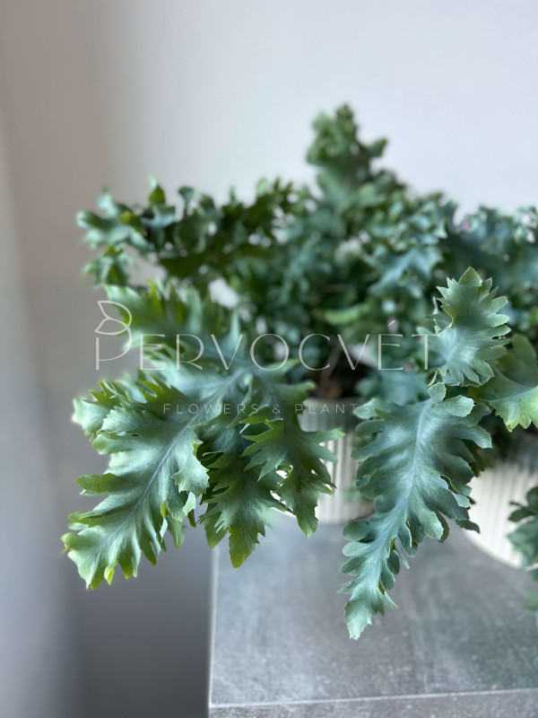 Флебодиум Давана 40 см