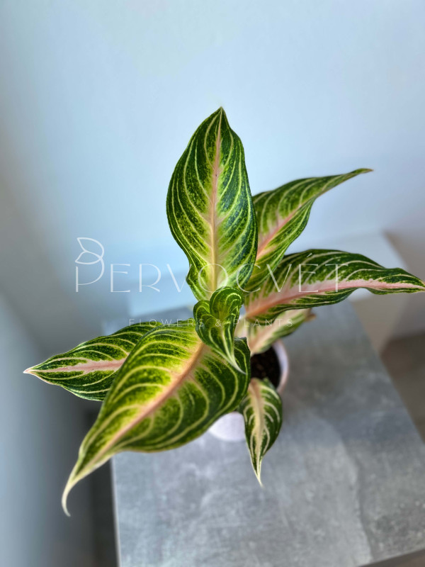 Аглаонема Пинк Панама 40 см