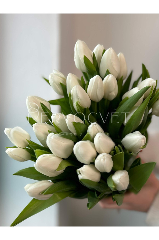 Тюльпан Белый