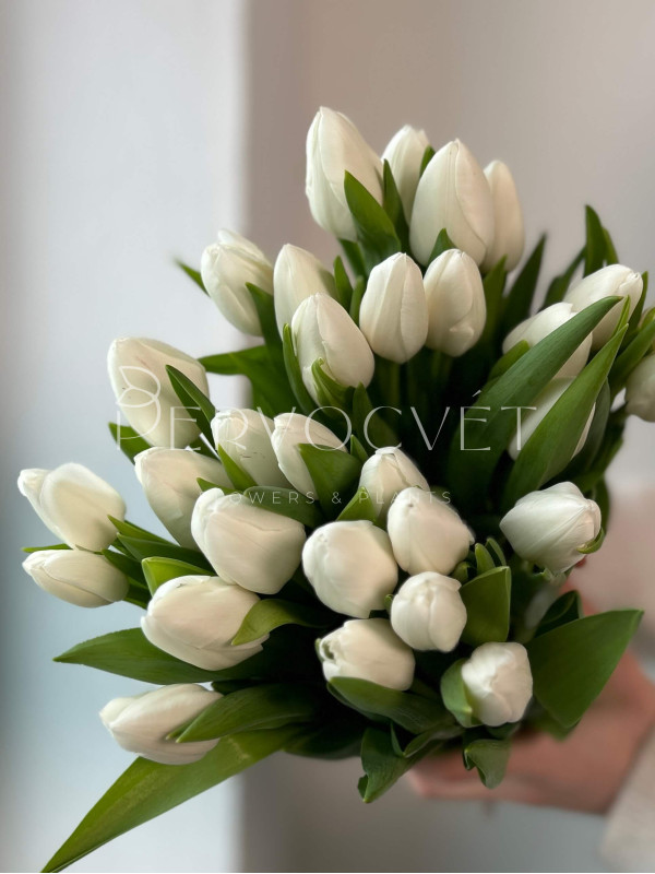 Тюльпан Белый