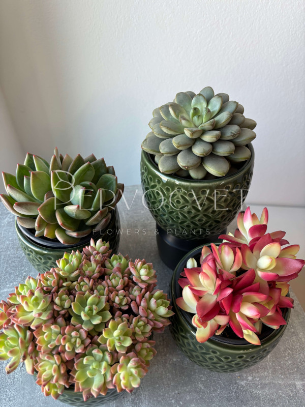 Суккулент Микc д 11 см