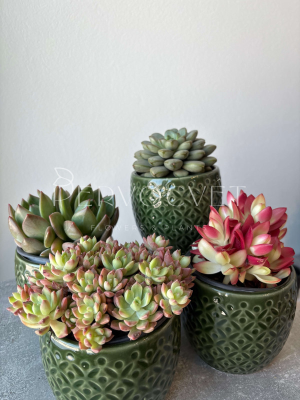 Суккулент Микc д 11 см