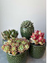 Суккулент Микc д 11 см