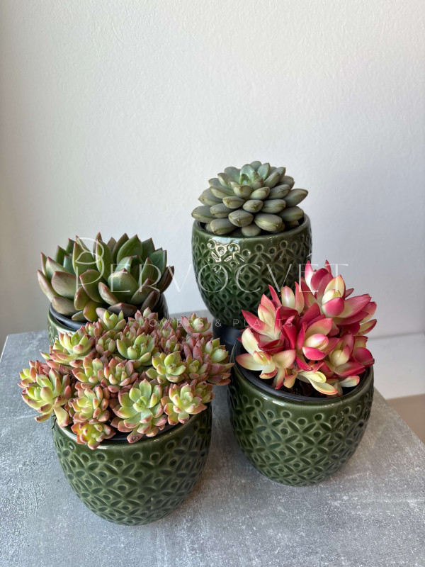 Суккулент Микc д 11 см