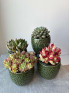 Суккулент Микc д 11 см