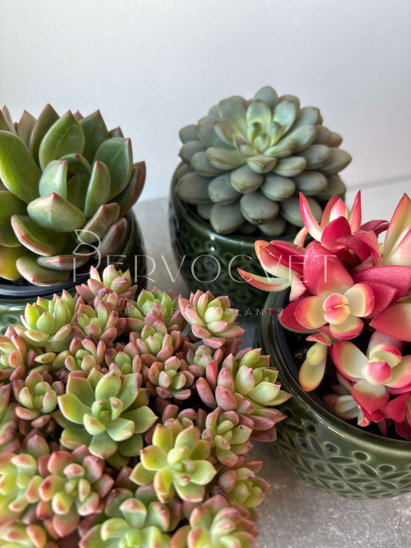 Суккулент Микc д 11 см