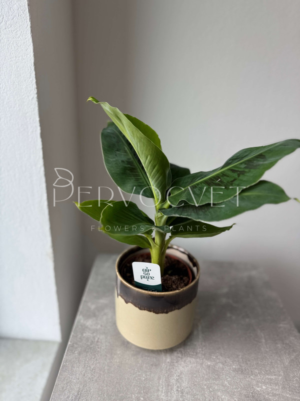 Банан Комнатный 40 см