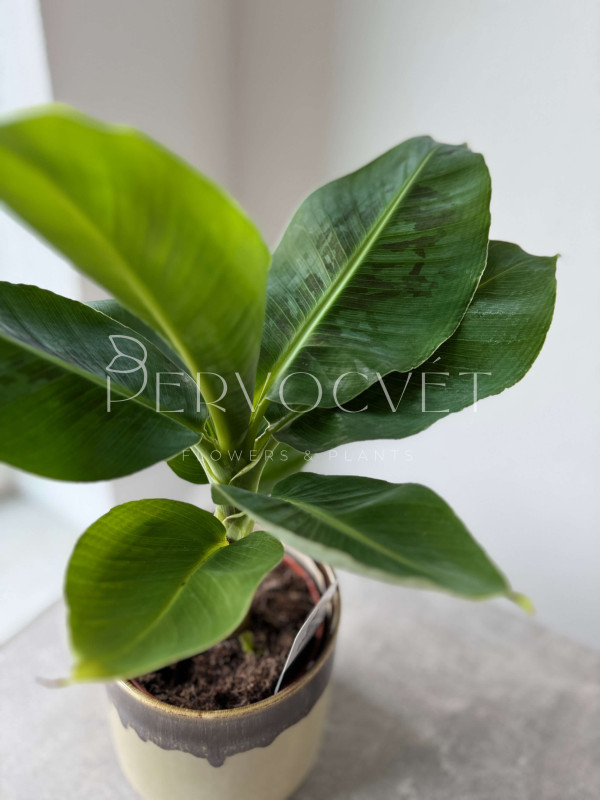 Банан Комнатный 40 см