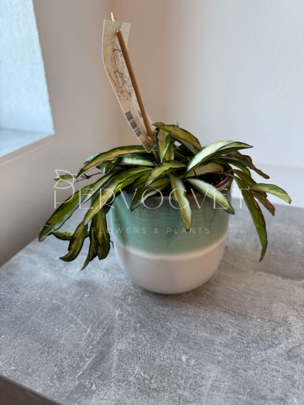 Хойя Вайети Триколор 10 см