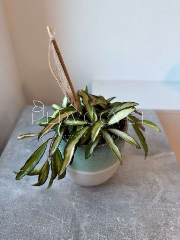 Хойя Вайети Триколор 10 см