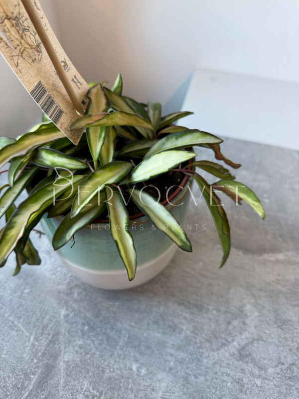 Хойя Вайети Триколор 10 см