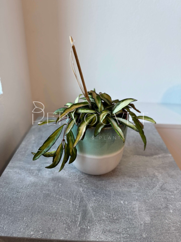 Хойя Вайети Триколор 10 см