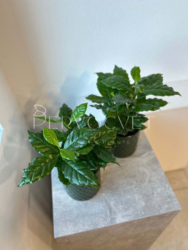 Кофе Арабика 30 см