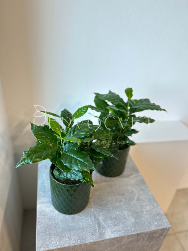 Кофе Арабика 30 см