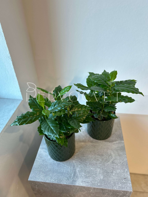 Кофе Арабика 30 см