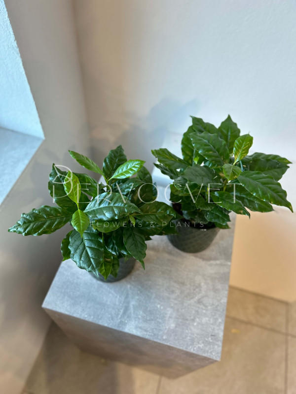 Кофе Арабика 30 см