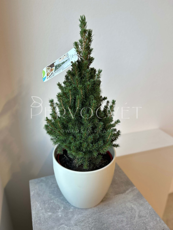 Ель Пицея Коника Перфекта 60 см