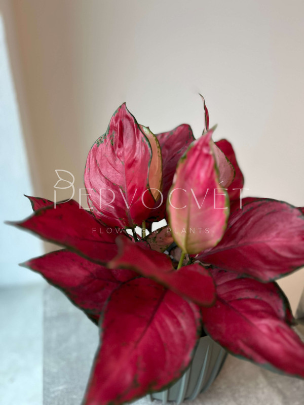 Аглаонема Лаки Ред 35 см