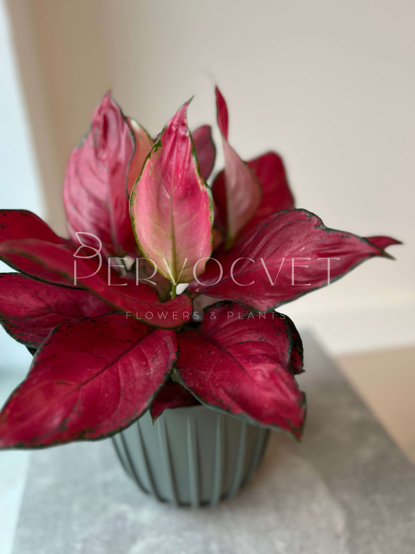 Аглаонема Лаки Ред 35 см