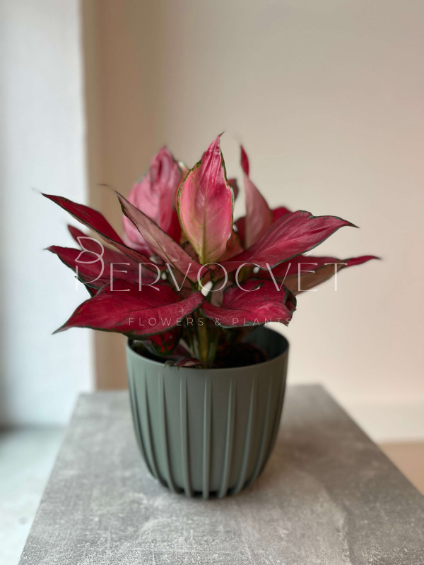 Аглаонема Лаки Ред 35 см