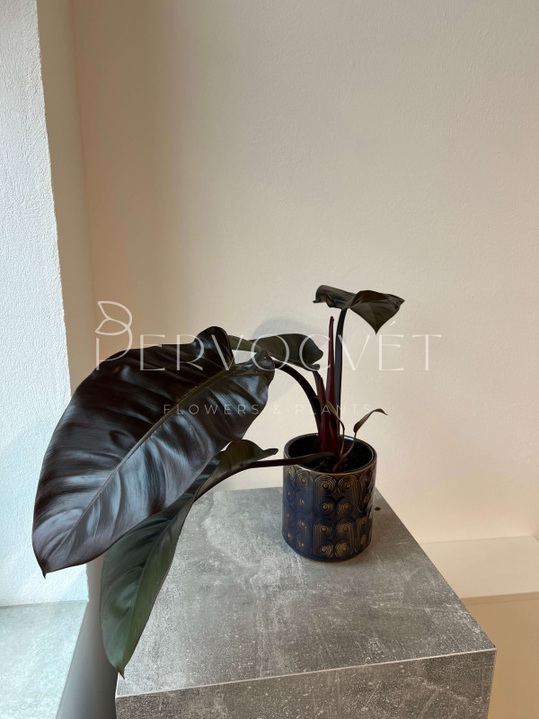 Филодендрон Империал Ред 40 см