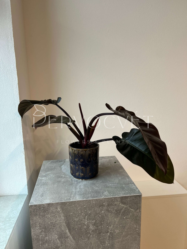 Филодендрон Империал Ред 40 см