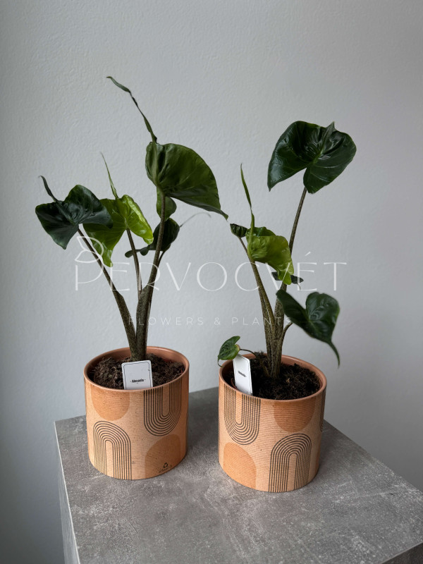 Алоказия Стингрей (Скат) 30 см