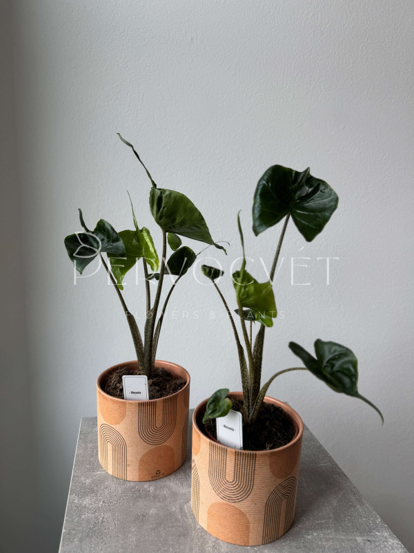 Алоказия Стингрей (Скат) 30 см