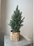 Ель Пицея Коника 40 см