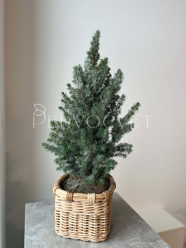 Ель Пицея Коника 40 см