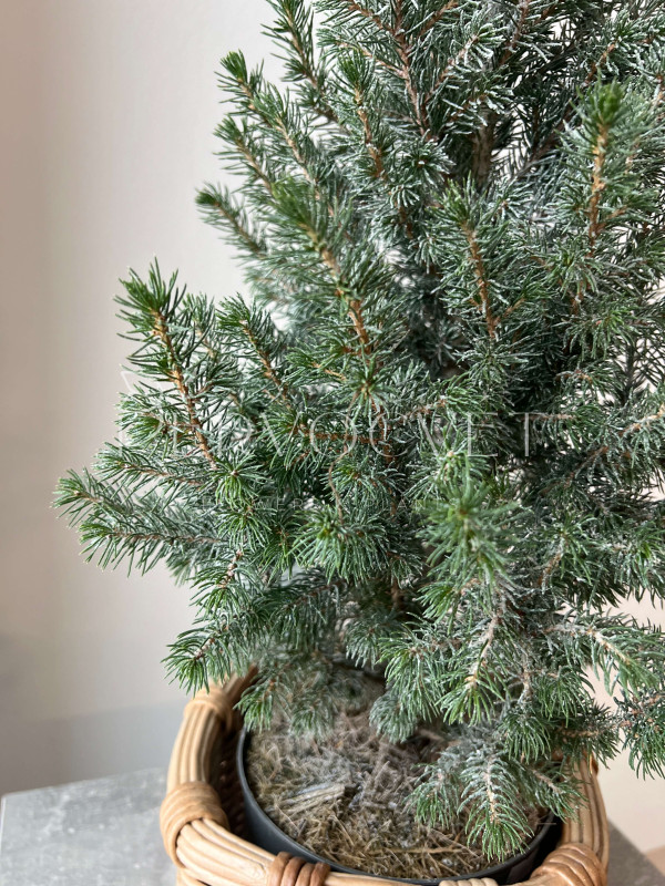 Ель Пицея Коника 40 см