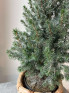 Ель Пицея Коника 40 см