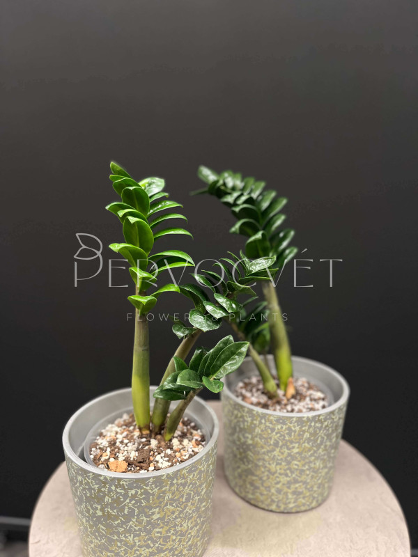 Замиокулькас Зензи 45 см