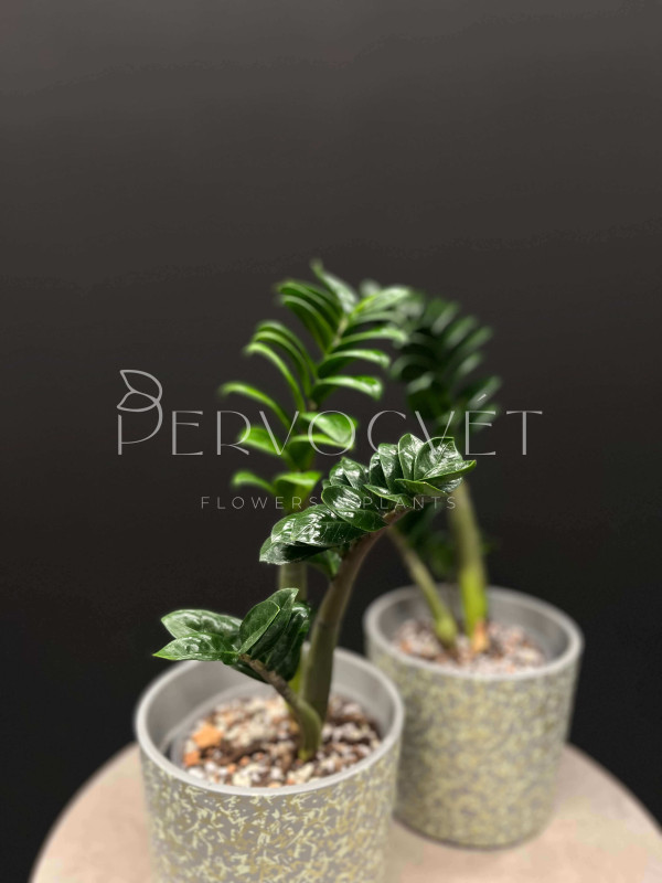 Замиокулькас Зензи 45 см