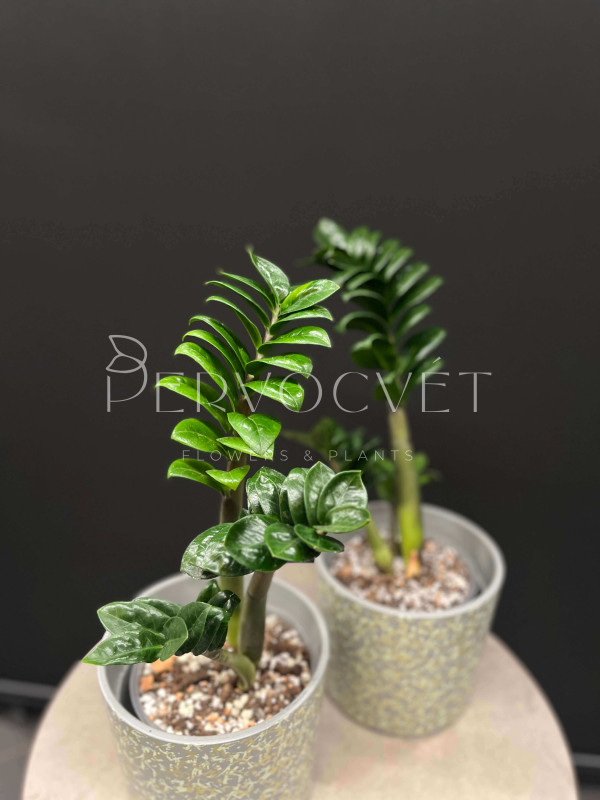 Замиокулькас Зензи 45 см