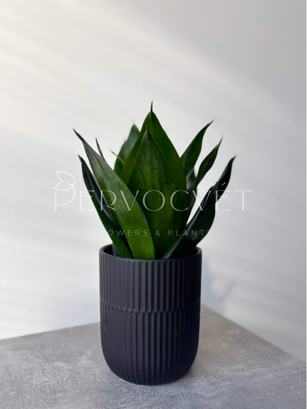 Сансевиерия Блек Кинг Конг 40 см