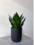 Сансевиерия Блек Кинг Конг 40 см