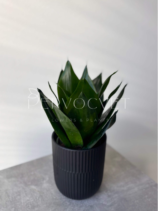 Сансевиерия Блек Кинг Конг 40 см