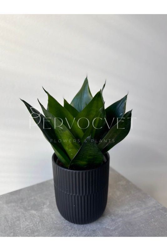 Сансевиерия Блек Кинг Конг 40 см