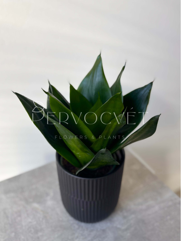 Сансевиерия Блек Кинг Конг 40 см