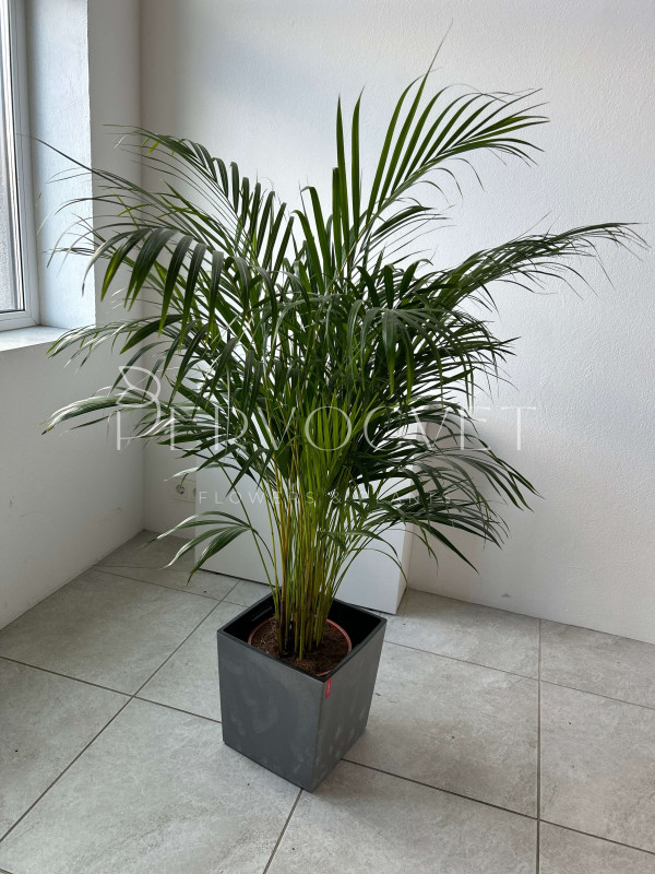 Арека Дипсис 140 см