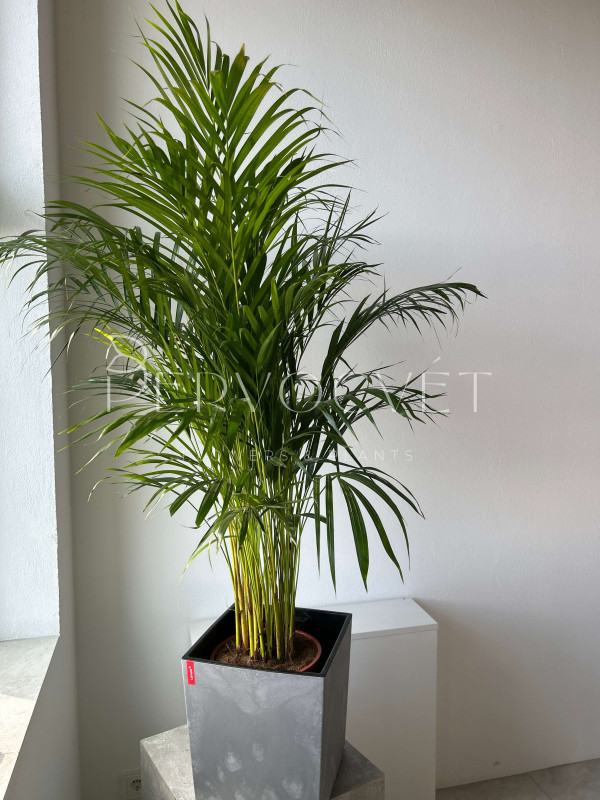 Арека Дипсис 140 см