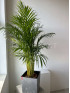 Арека Дипсис 140 см