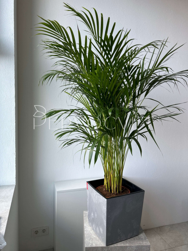 Арека Дипсис 140 см